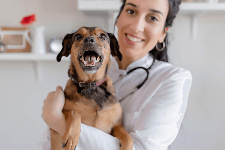 Werken als dierenarts