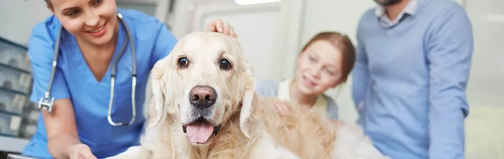 banner-website-veterinair.jpg